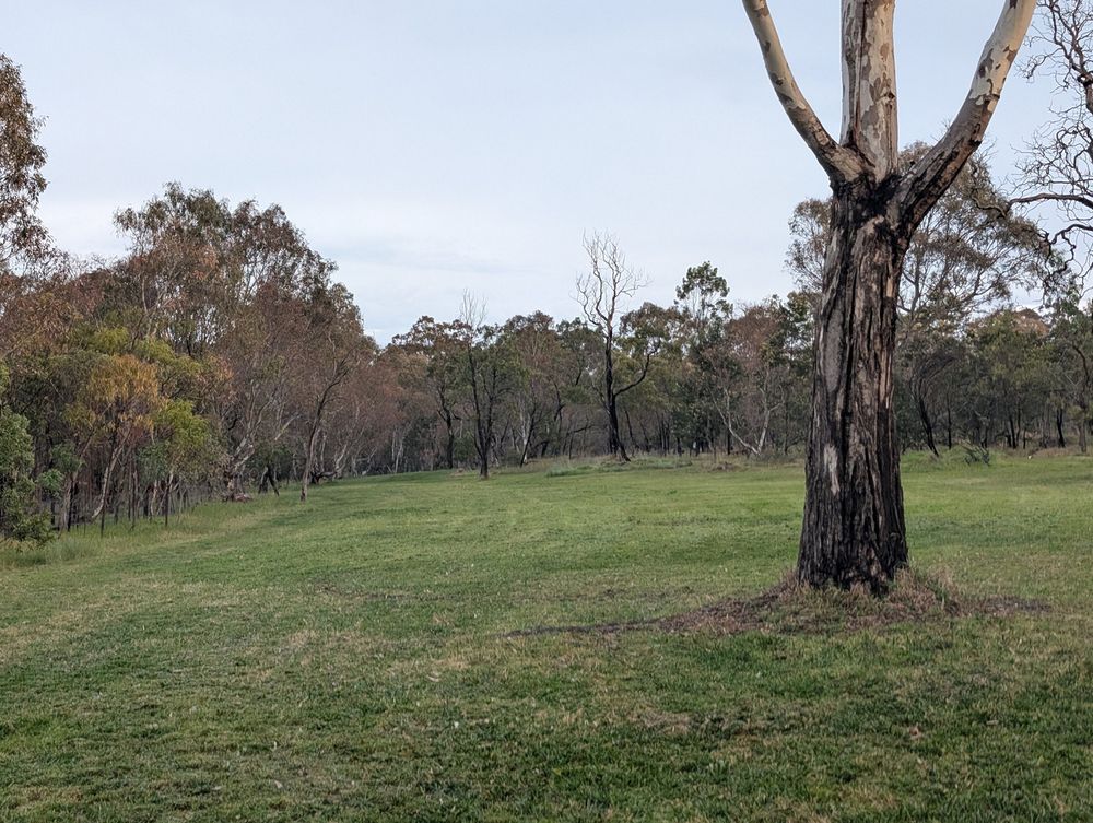 A grassy field with scattered trees under a cloudy sky.