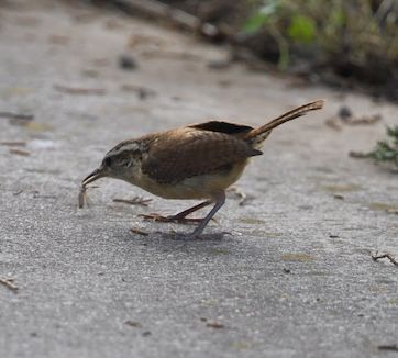 Bewick's Wren