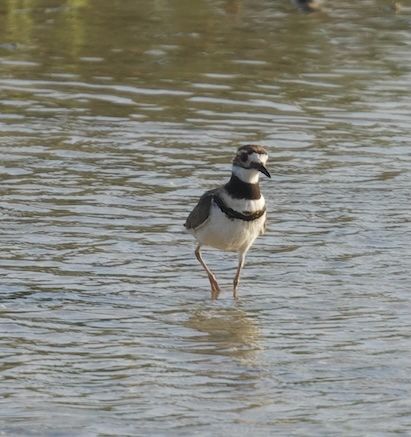 A Killdeer wading in water
