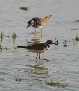 Two Killdeers wading in water