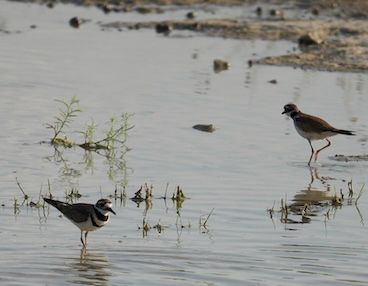 Two Killdeers wading in water.