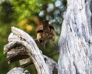 Bewick's Wren
