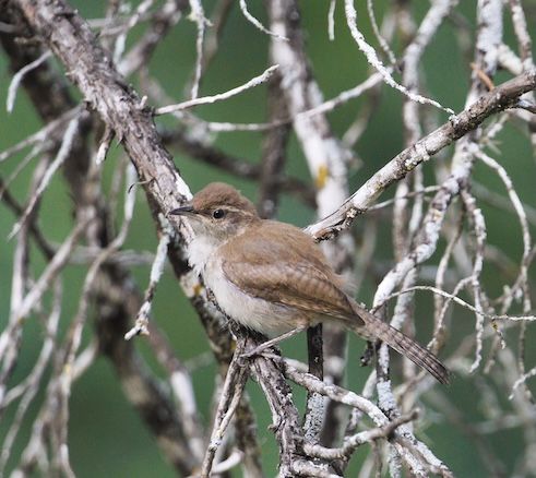 Bewick's Wren