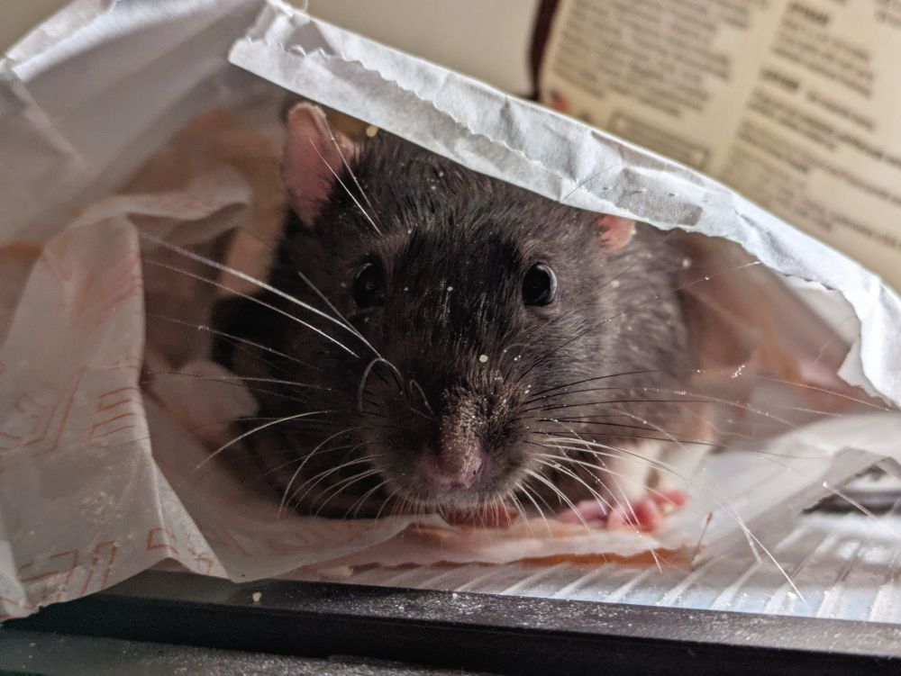 Ignacio the rat in an empty bag of breadsticks