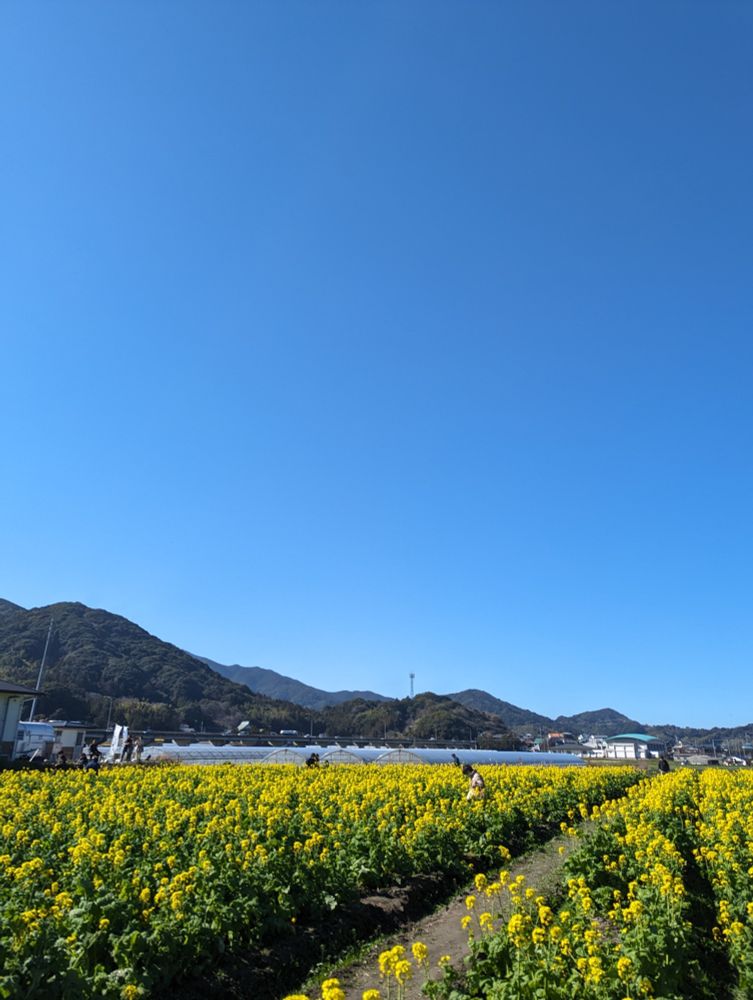 福岡県糸島市福ふくの里の菜の花畑とブルースカイ