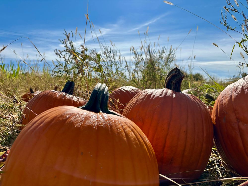 Pumpkins