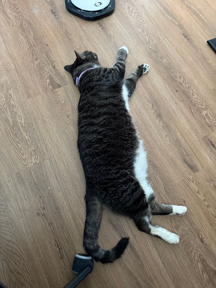 Mr. Darcy, a long boy cat, stretched out on the floor sleeping.  He’s a dark haired cat, with white paws and belly.  A monster.