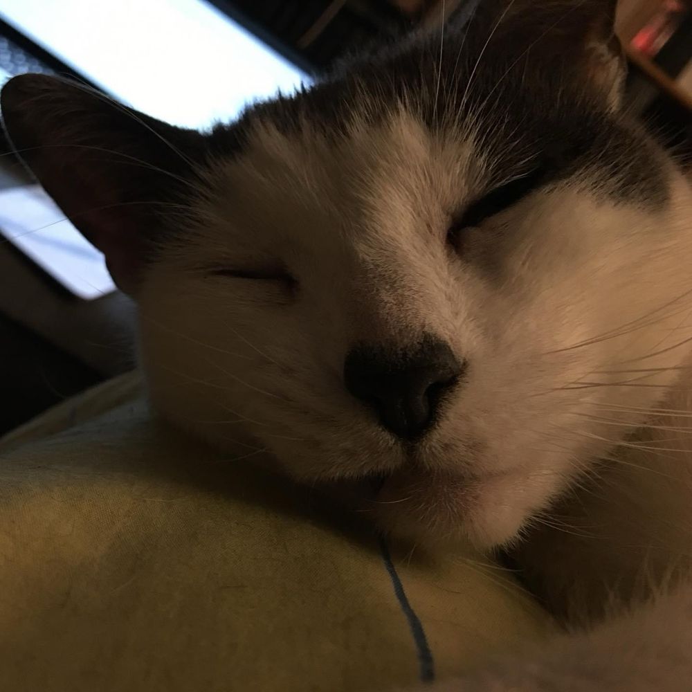 A close up of a black/grey and white cat, the pace in particular, with a little heart shaped black nose that is too adorable for words.