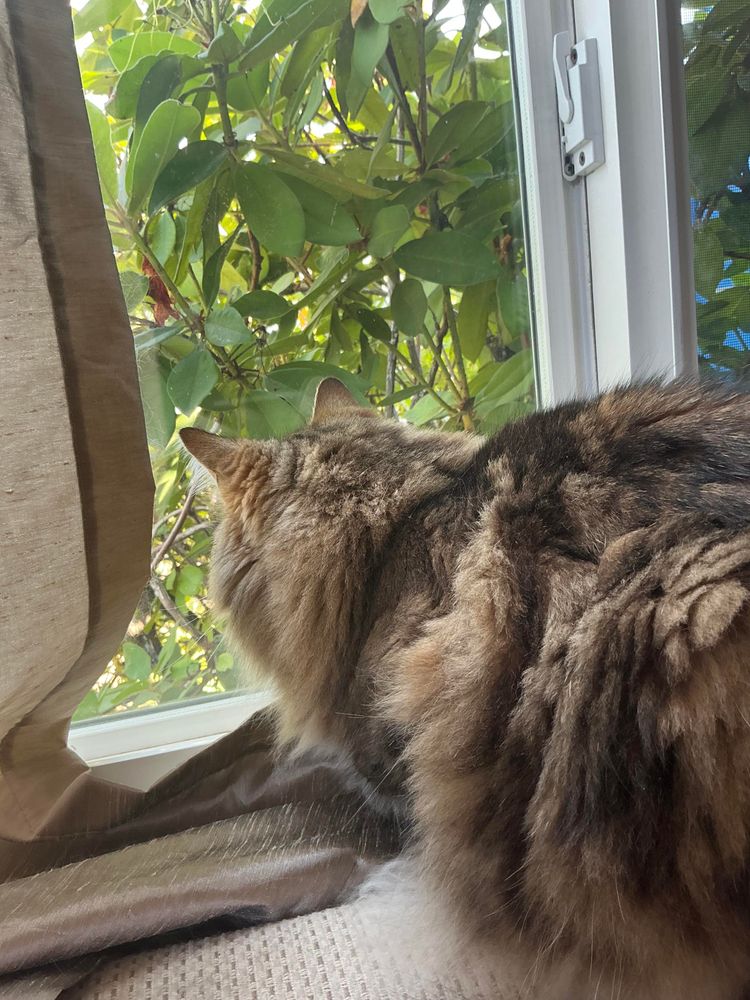 A fluffy tabby cat stares out the window into a bush