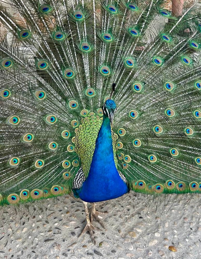 Close up of a peacock displaying his feathers. 