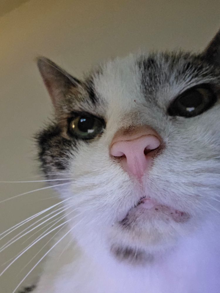 An old cat, gazes down into the camera, didainfully.