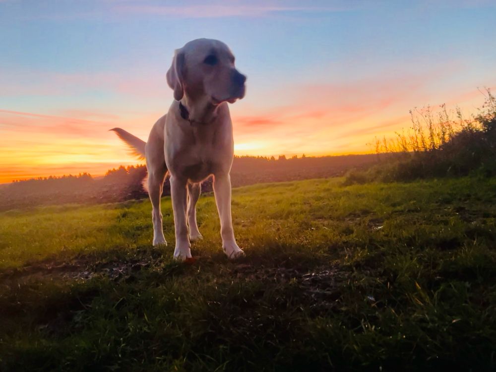 Golden retriever stands in field with red and golden sunrise in backdrop.