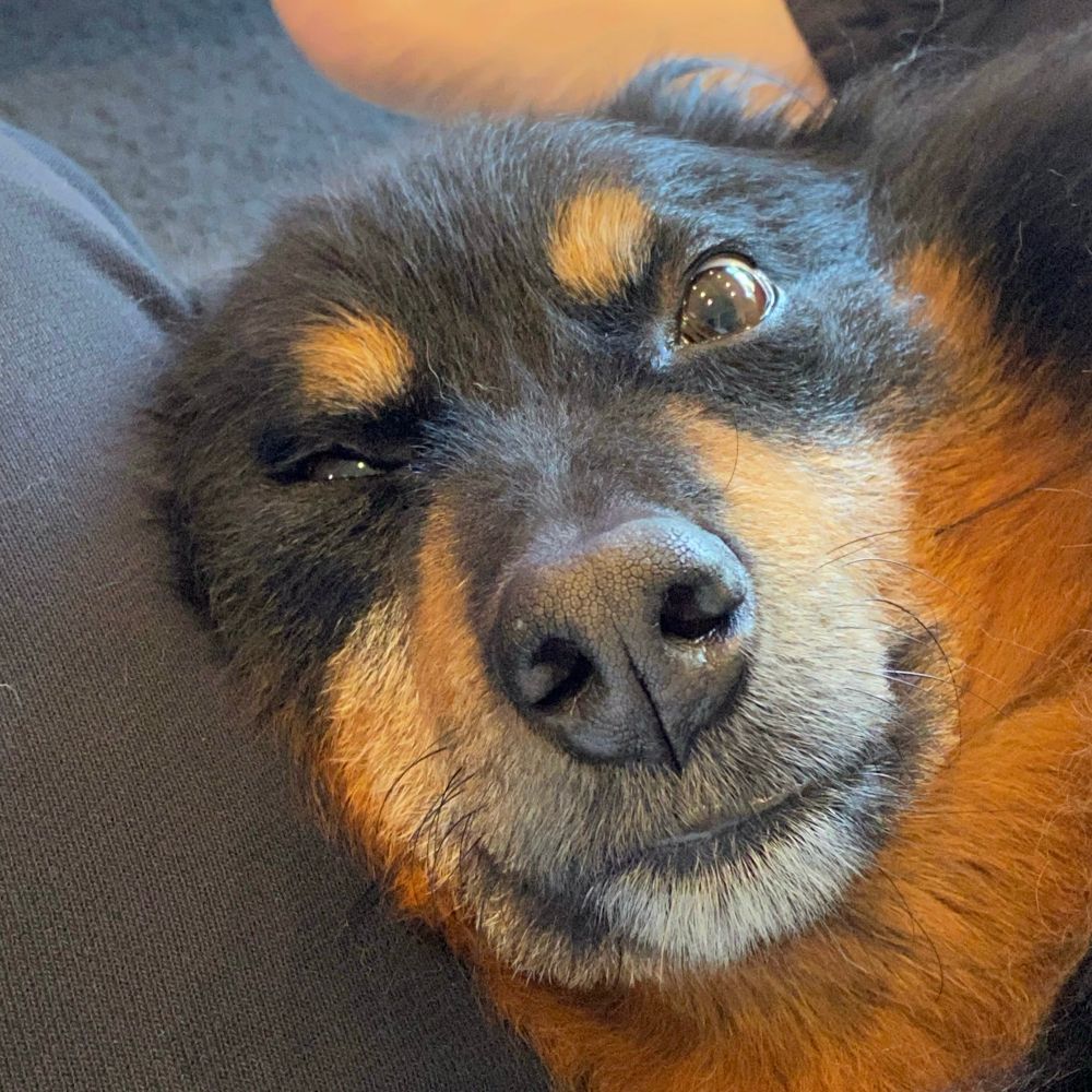An Aussie dog’s face. 