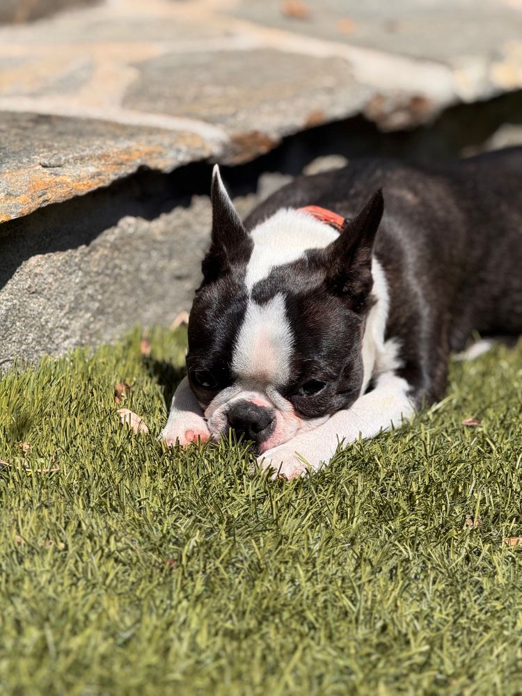 A young Boston Terrier dog basking in the sun. 