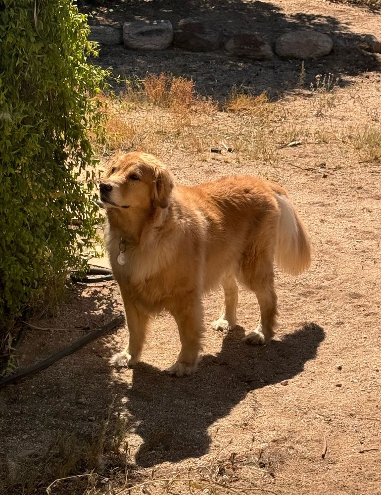 This is my dog Pizza!