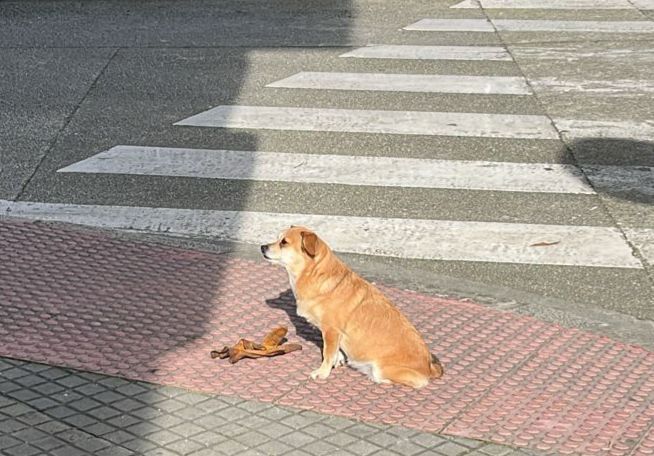 una foto de un perrete protegiendo un preciado guante que ha encontrado. lo de óleo sobre lienzo era mentira :(
