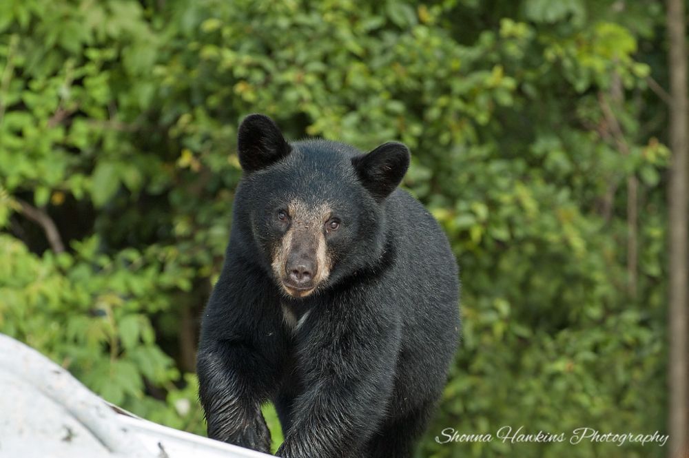 American Black Bear with Blaze, Byng Inlet, Ontario, Canada