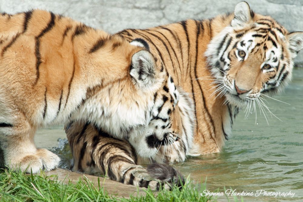 Amur Tigers Playing in Water, Toronto Zoo, Toronto, Ontario, Canada