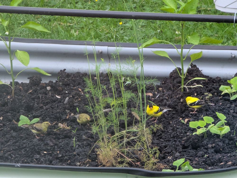 A garden bed growing dill, squash, and peppers. Four American goldfinches, two males and two females, are pecking in the dirt.