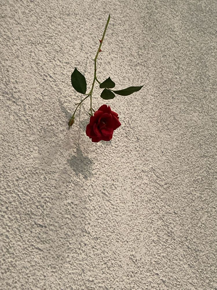 吊るされたバラ　須田悦弘作品