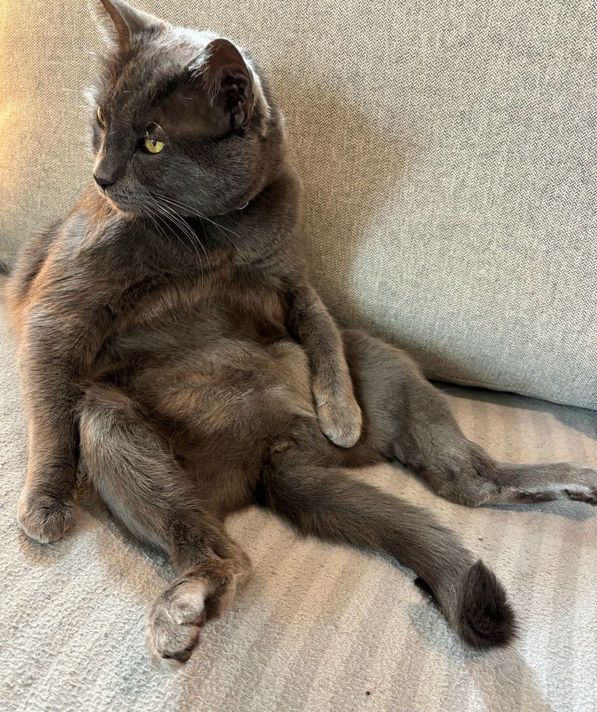 A dark gray cat it sitting on a light gray sofa and blanket. He is sitting on his backside like a fat old man, with his legs spread wide and his tail stretched out before him. He is looking off to the left of the frame, and his arm is draped casually over his chubby belly.
