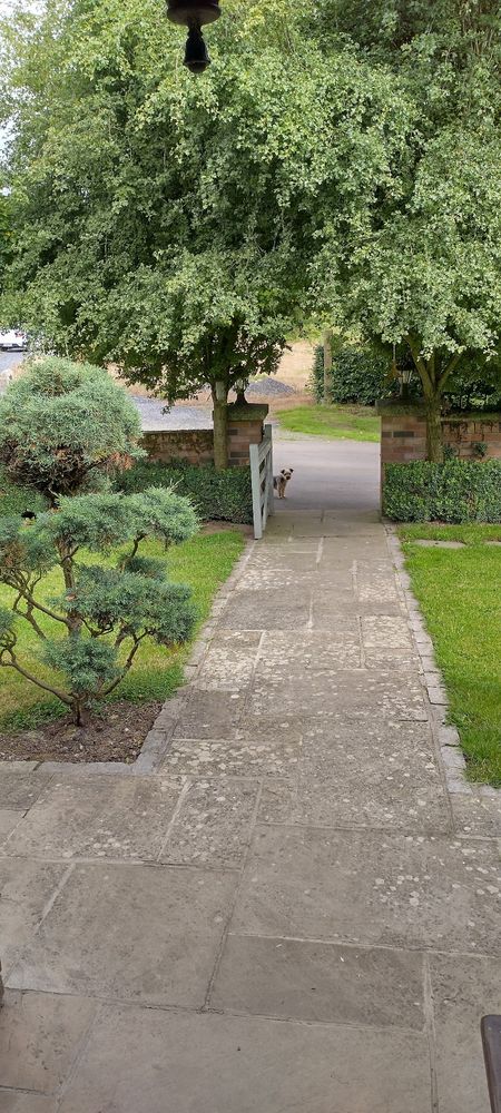 At the bottom of a garden path a small dog looks through the gates