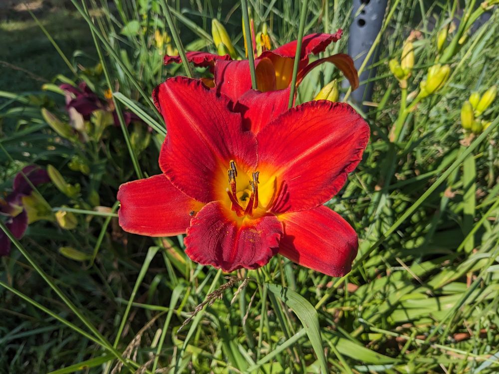 Red-orange day lily