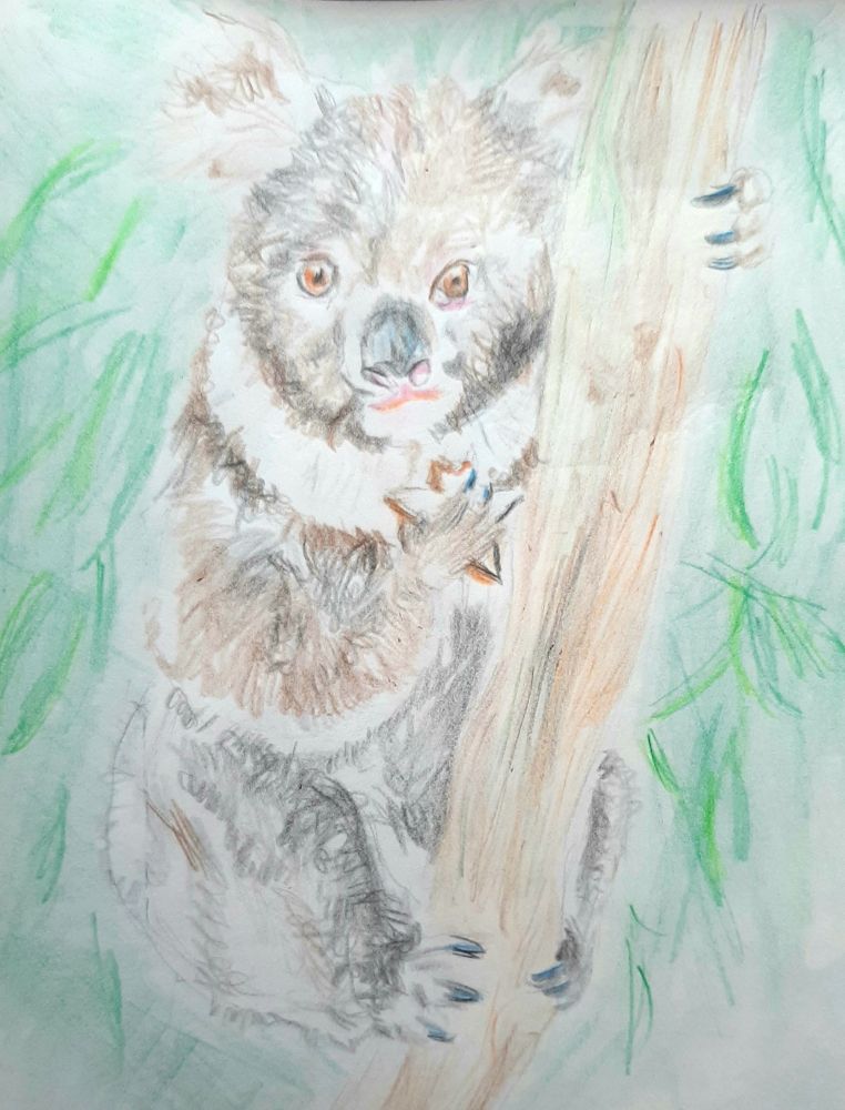 Buntstiftzeichnung. Ein Koala am Baum knabbert an einem Zimtstern.