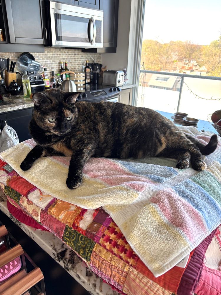 Brown and black cat reclining on top of a pile of towels wrapped around the soap molds.