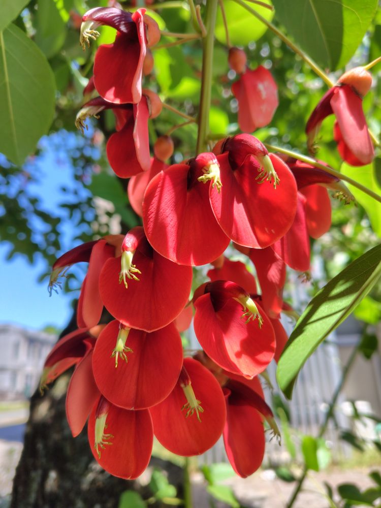 アメリカデイゴ
Erythrina crista-galli