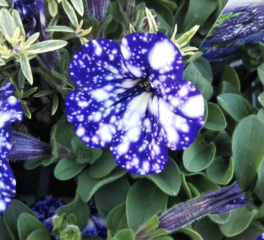 starry night petunia