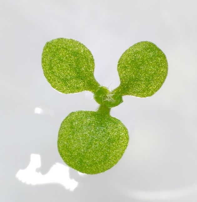 Arabidopsis pin1 mutant