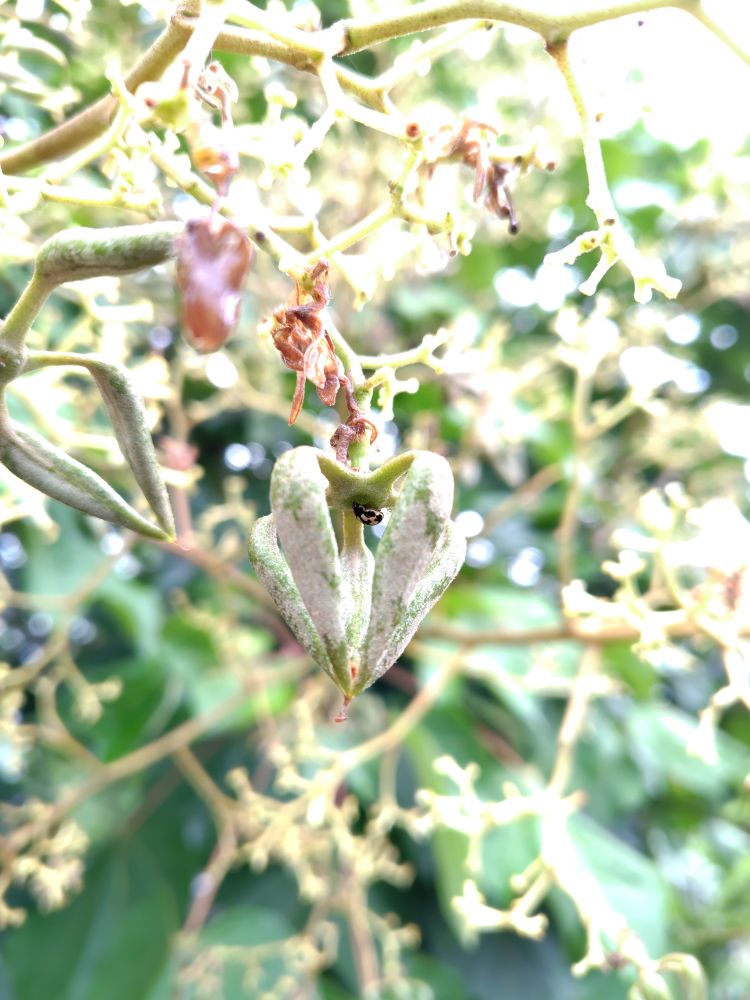 アオギリの若い果実で蜜をなめているテントウムシ
ヒメカメノコテントウ？