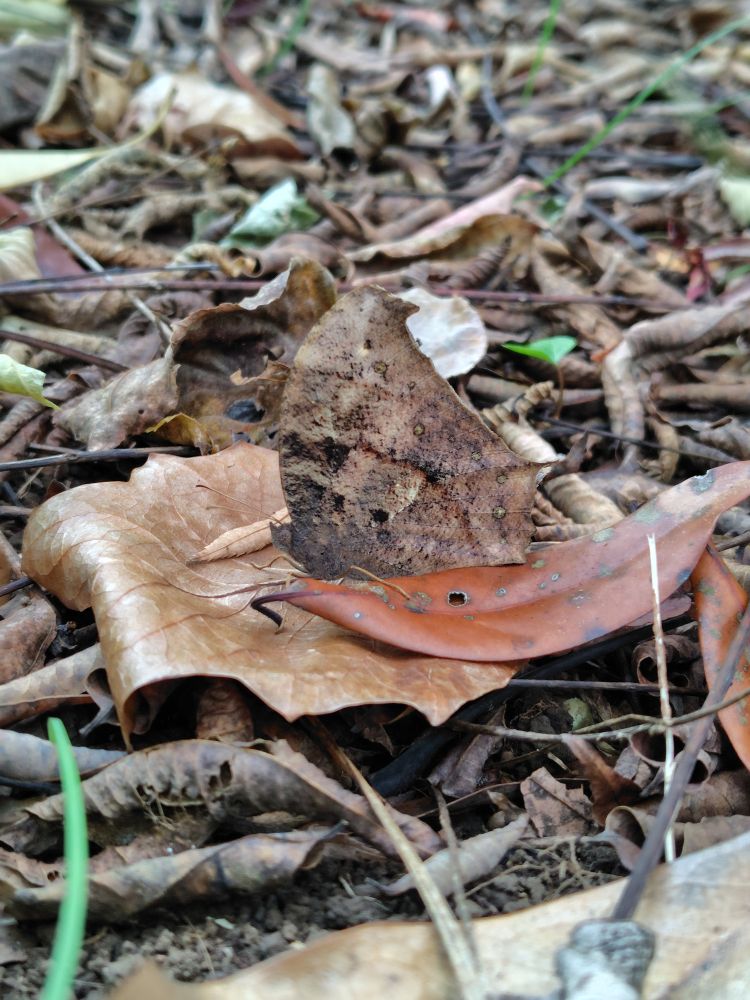 落ち葉に擬態した蝶（クロコノマチョウ）