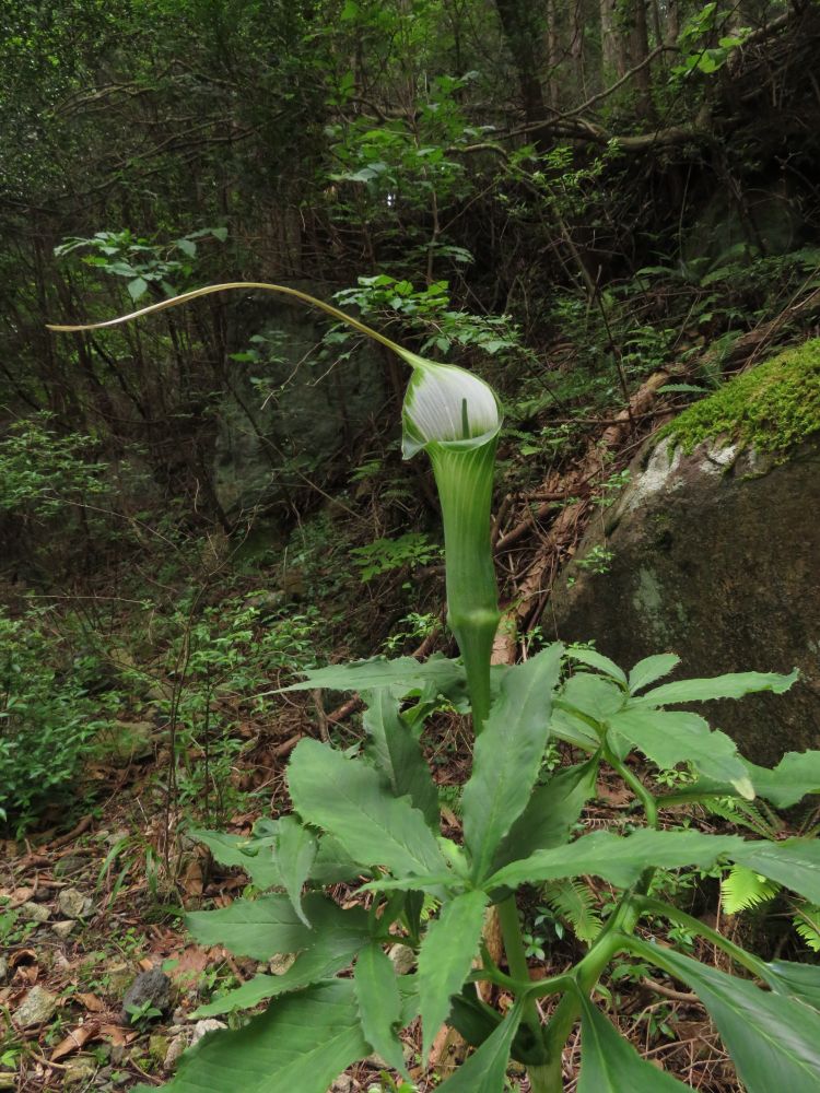 ツクシマムシグサ