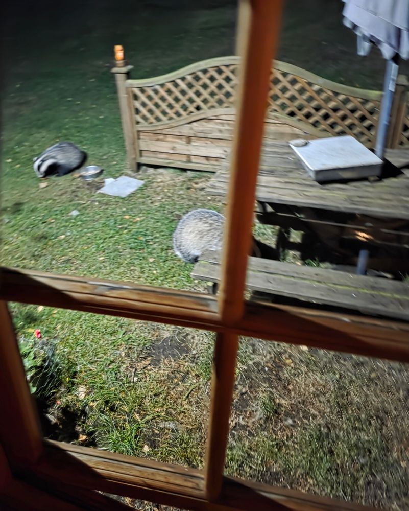Badger dinner time in the Highlands.
