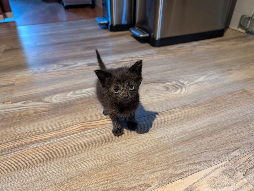 A small black kitten standing on a grey wood-grain floor. 