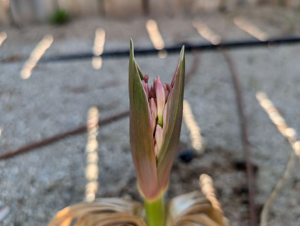 Budding inflorescence of Boophane disticha, which look like a bunch of pink qtips shoved in a brownish sheath kinda thing on a single fat peduncle. Do you like that word, peduncle. I do