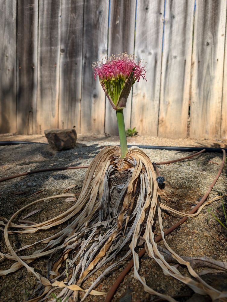 Pile of dead shit (affectionate) with pink flower puff coming out the top