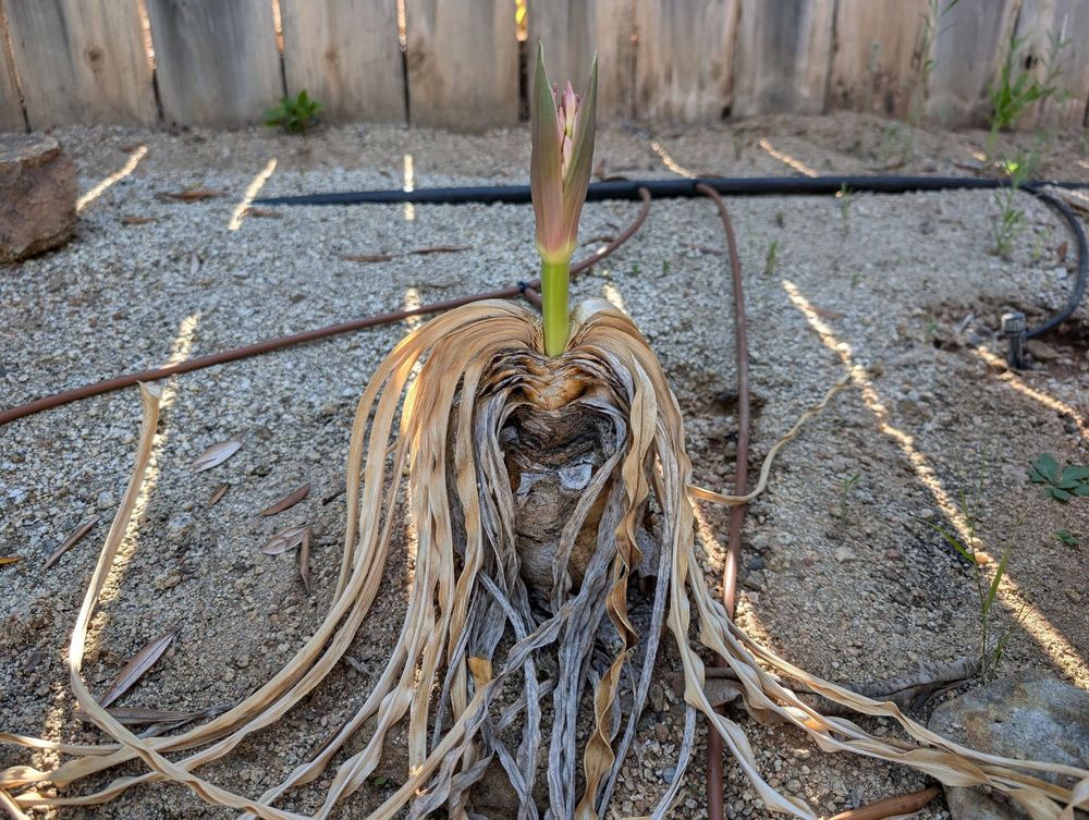 full view of Boophane disticha, which looks like ass this time of year (it's a winter grower). Buncha dead leaves surrounding a barely-visible caudex (more like a bulb) that looks like several layers of crumpled paper on top of more paper. Don't worry it gets better soon