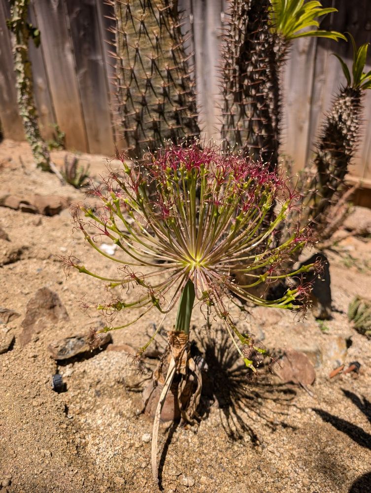 The pink puff is nearly gone now, they're pretty burned out and turning brown. The peduncles are still growing though! 