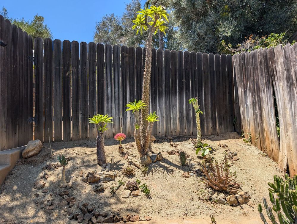 We added a bunch of shit to the hill that was posted previously... now in afternoon sun, we got the cool pink puff of the Boophane. If you zoom in you can find a wooly white Senecio, hybrid medusoid Euphorbia, some draped green Monadenium, and a Cyphostemma currori. If you have not seen these plants before and are hard of seeing, it's basically a bunch of brown and green spiky stuff on tan soil. Sorry I am not wordsmith-ier for you but I did my best