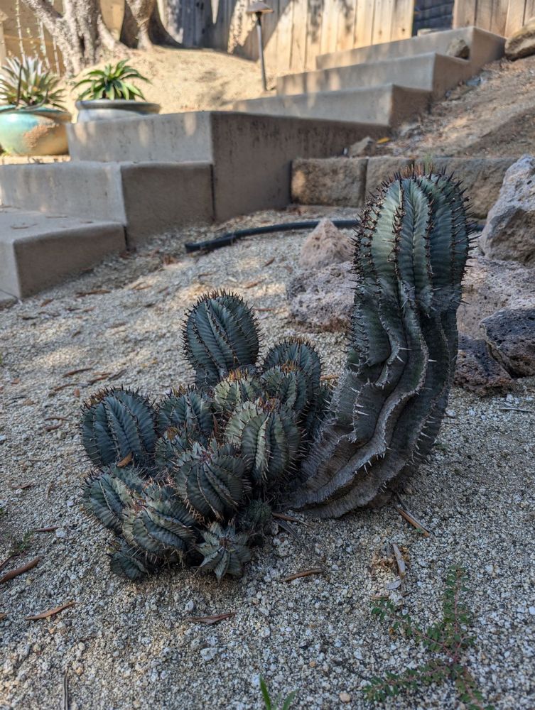 Bonus, a bigass Euphorbia polygona in decomposed granite in the section in front of all those other guys. I just think he's neat