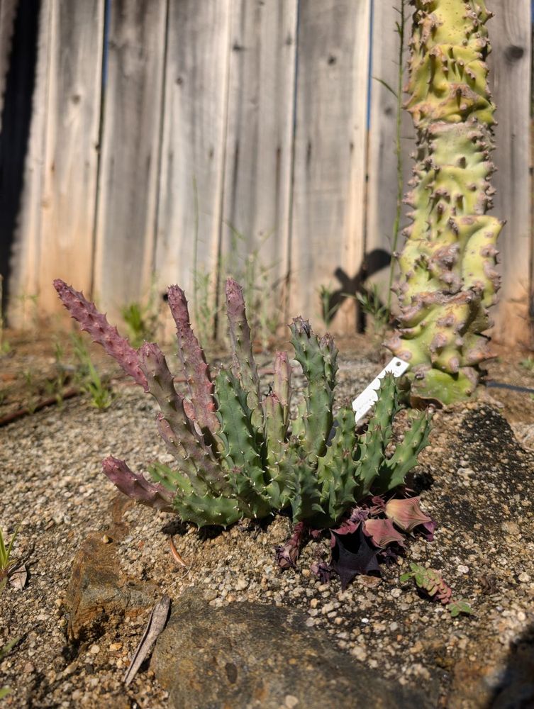 A stapeliad (Huernia x 'Hell's Bells') in flower. There's a little fly on it too.