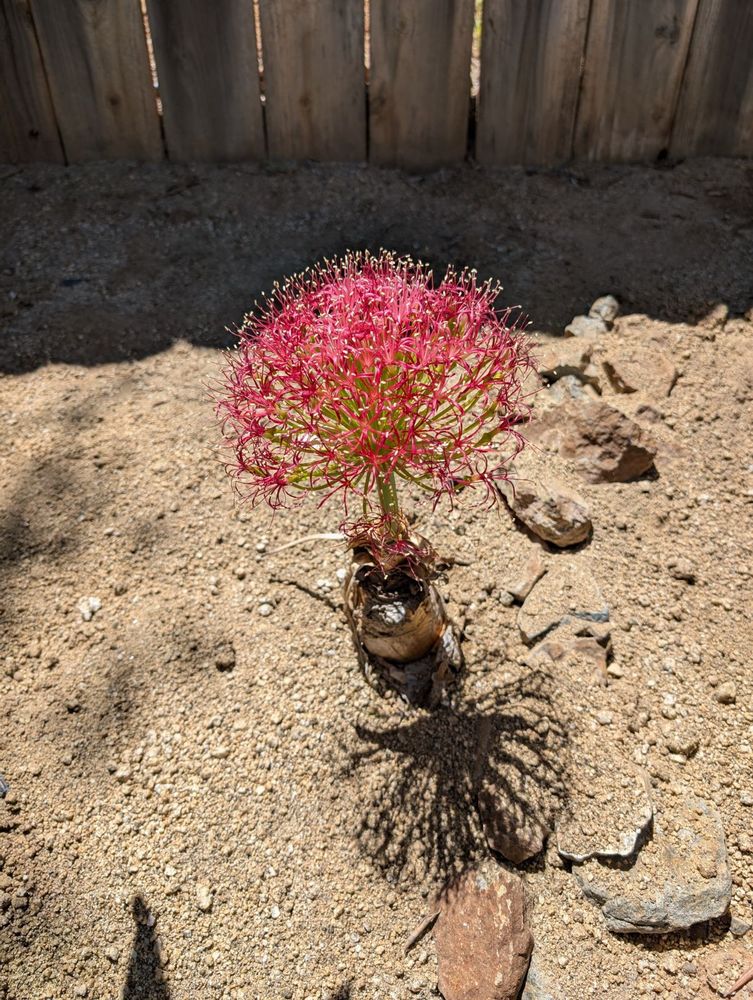 Boophone is even more dark pink and getting bloomed out, but lookin' good. Final stage of the inflorescence approaches and you can see the peduncles gettin' longer