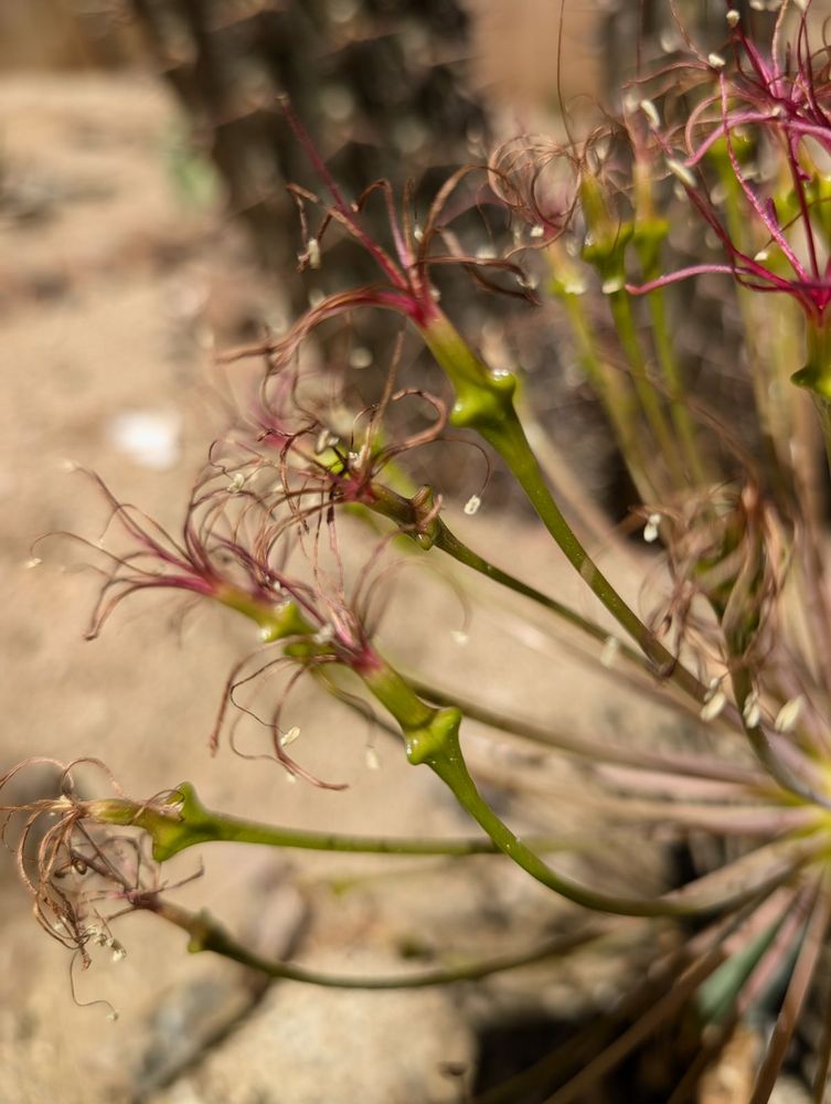 Flanges under the dead flowers. There's still some oldass pollen anthers floating around here and the dead pistil in the middle, and the flange on the ovary under the receptacle is gettin' larger, especially on the older flower stalks