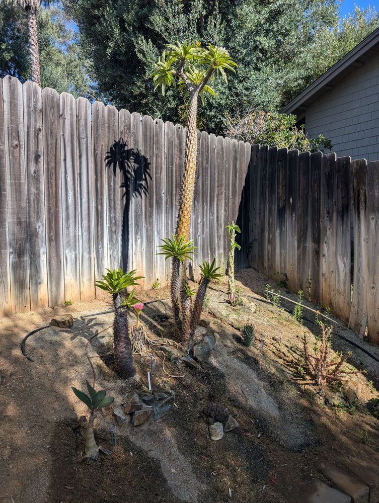 A view of a dry hill with esoteric plants and some streaks from the watering