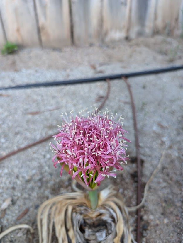 A pink ball of little flowers with little white anthersacs stickin out