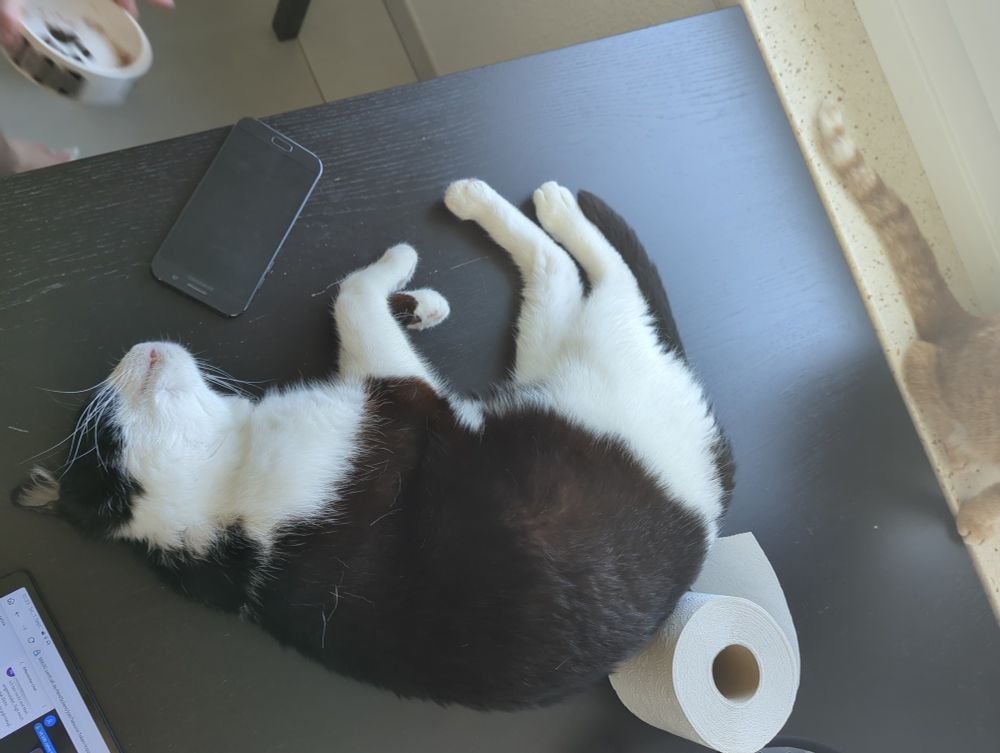 Schwarzweisse Katze schläft in Seitenlage auf schwarzem Tisch.