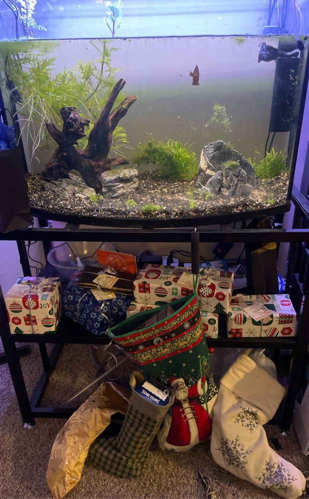A picture of an aquarium on a stand with a shelf beneath it. The shelf is full of wrapped Christmas and Hannukah presents and the floor in front of it has filled Christmas stockings. The aquarium itself has plants and rocks and trees along with snails, and on the front left side there is a tiny foam hat shaped like the popes hat with an S for Snail on it
